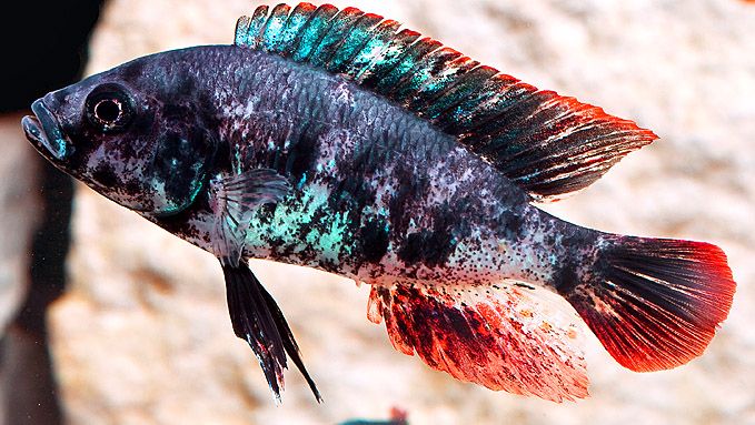 Ultimate Guide to Ruti Island-Mwanza